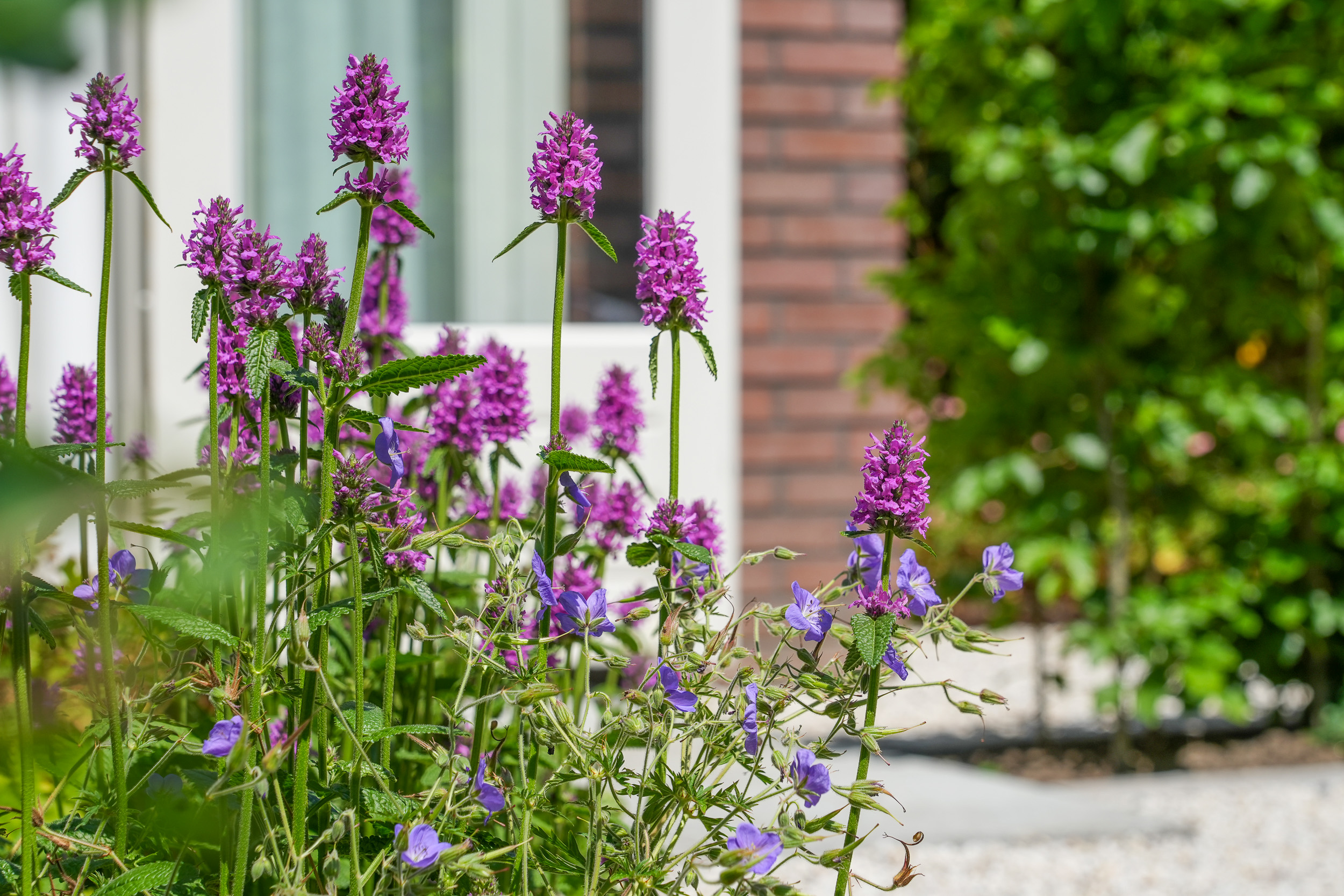 Tuin in bloei