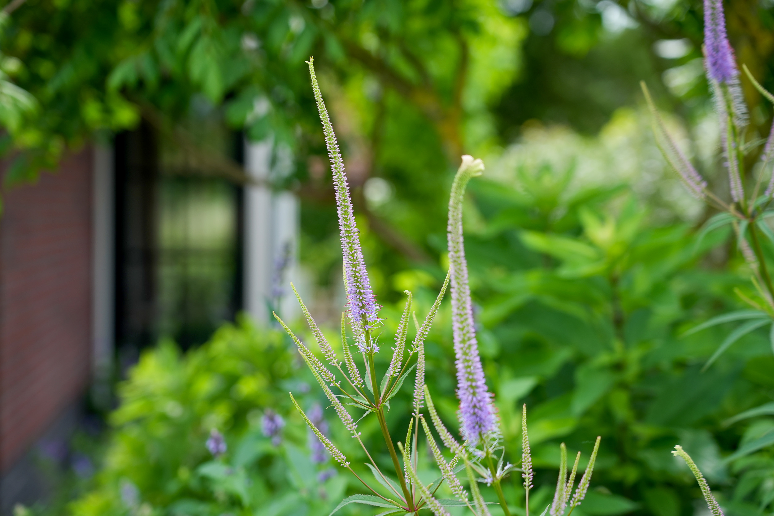 Tuinonderhoud van Van Leeuwen hoveniers