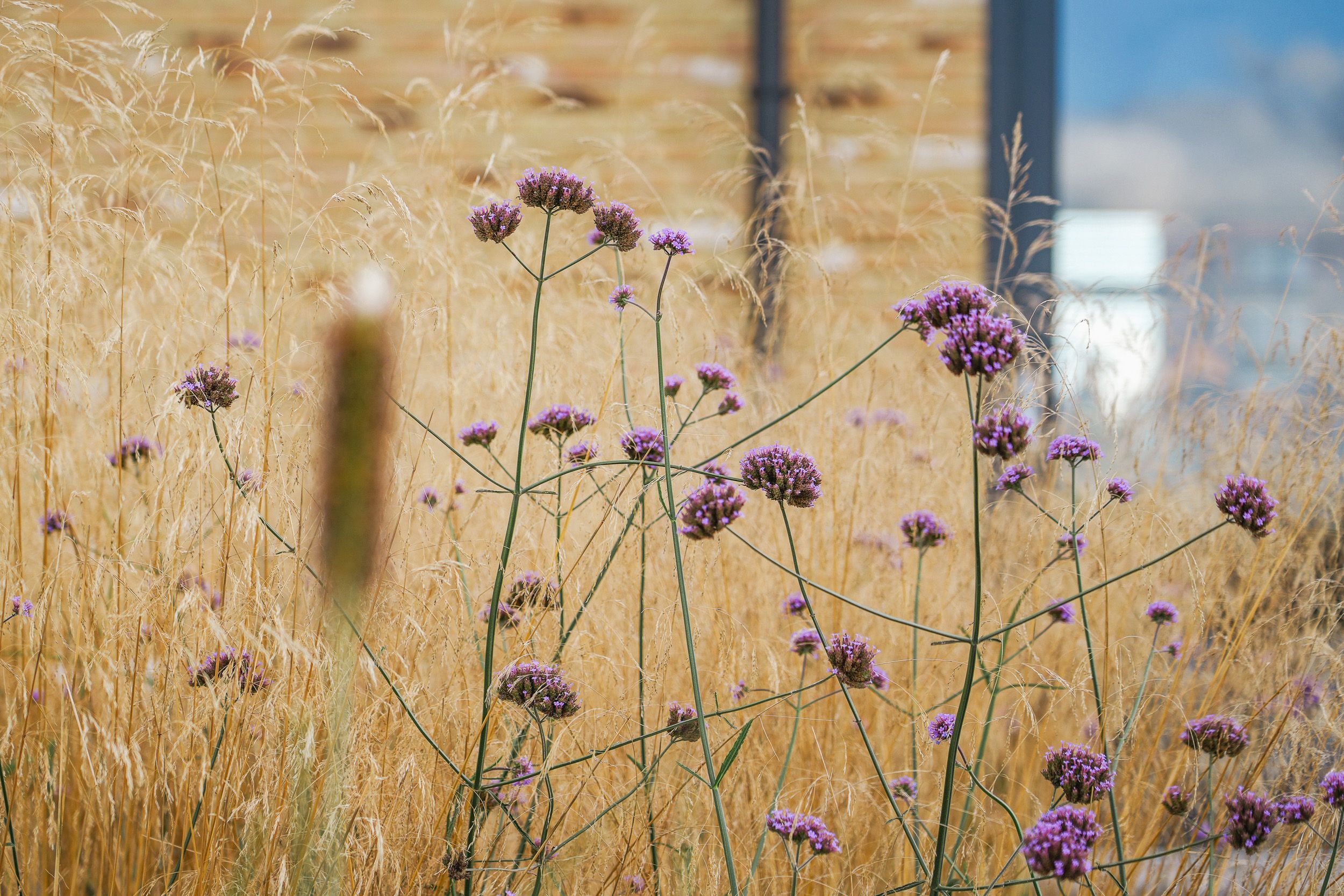 Weelderige groene tuin met veel details