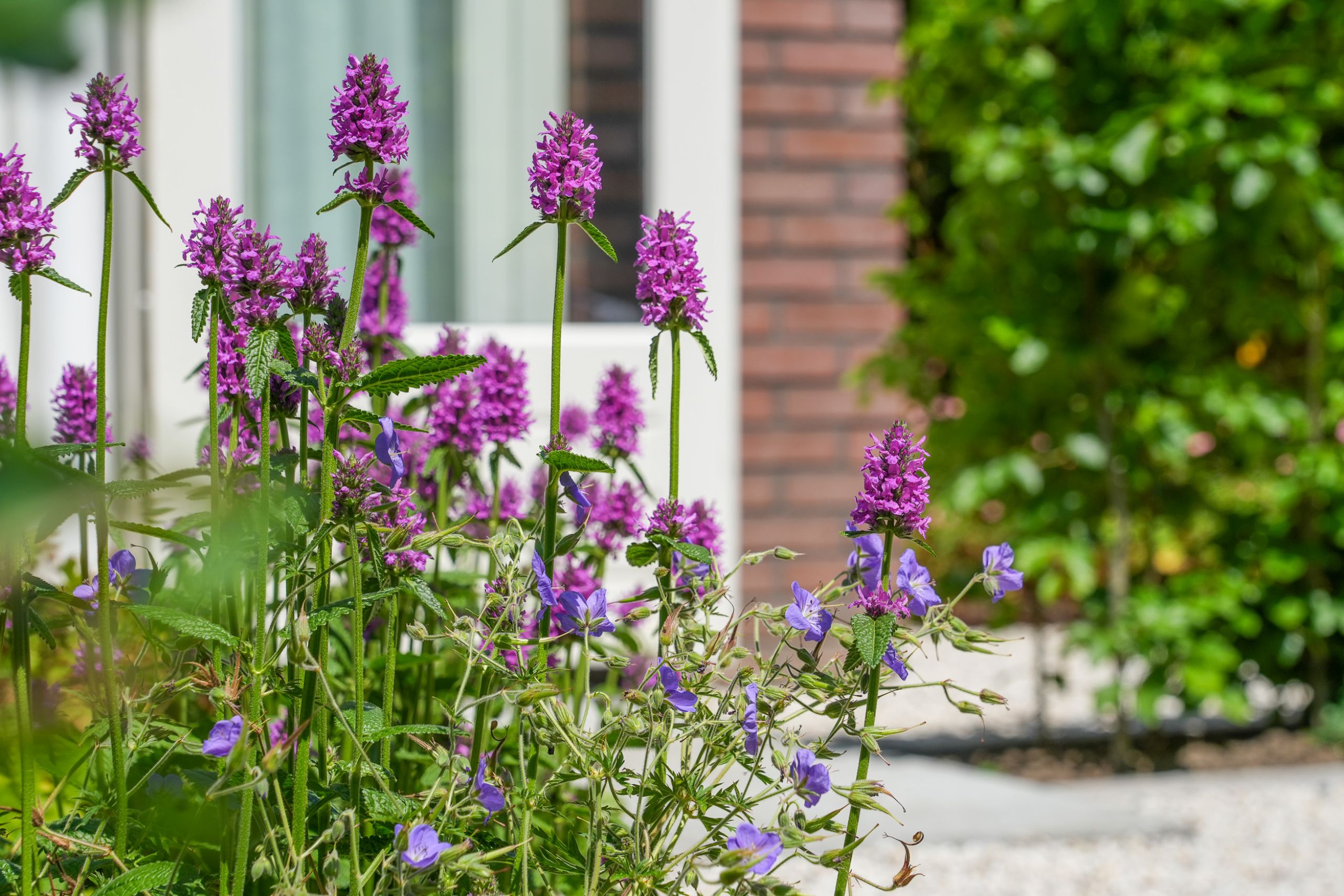 Tuin in bloei