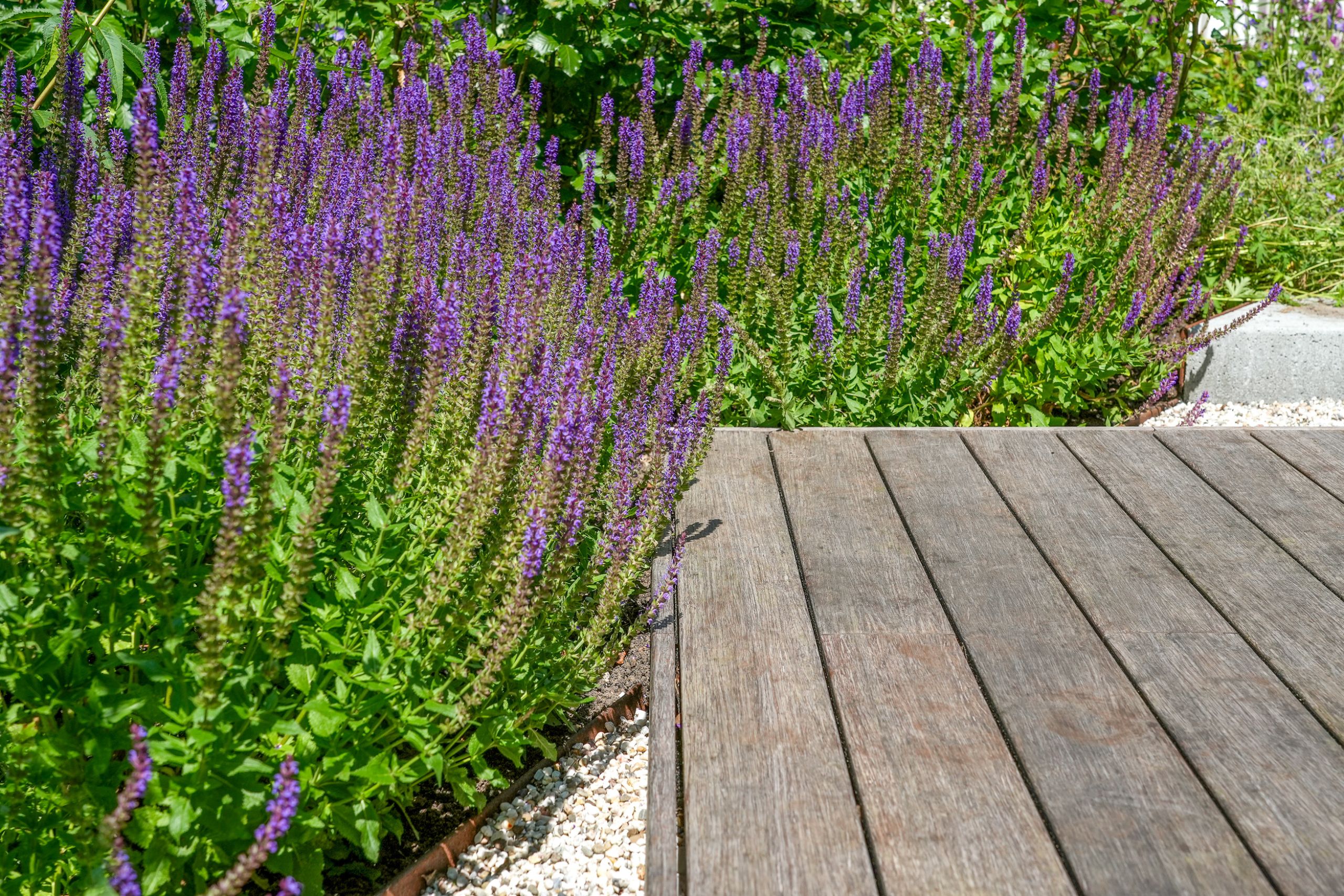 Weelderige groene tuin met veel details