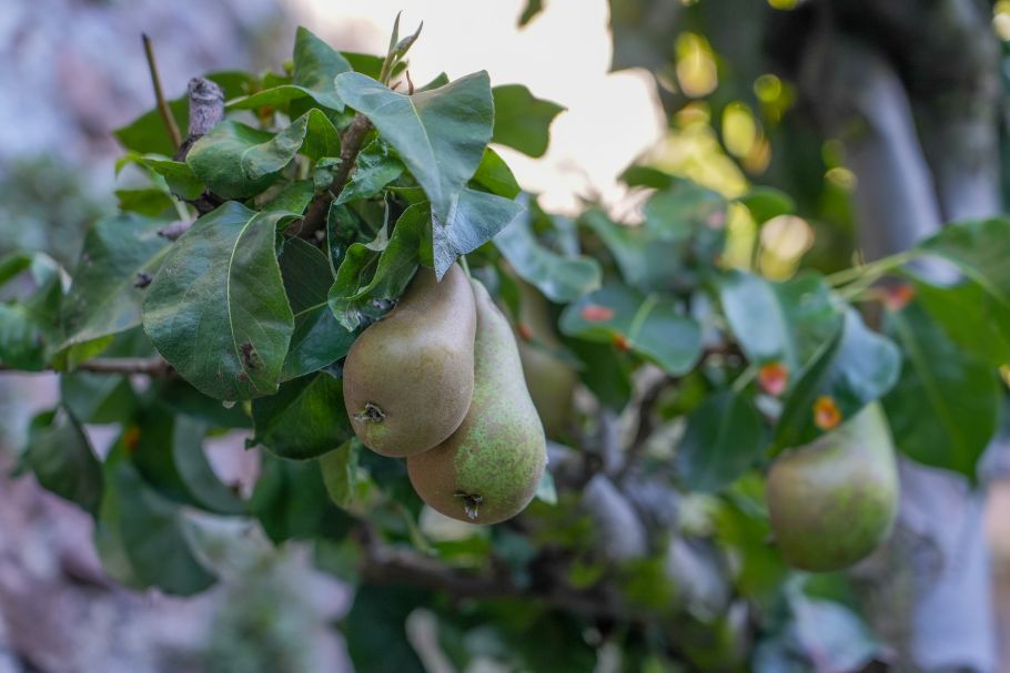 Peren in de stadstuin Utrecht